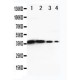 DDX6 Antibody