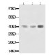 Decorin Antibody