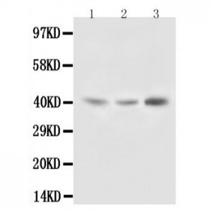 Decorin Antibody