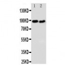 DISC1 Antibody