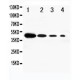 DLL1 Antibody