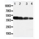 DLL3 Antibody