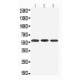 Dopamine Receptor D5 Antibody