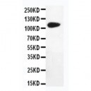 DPYD Antibody