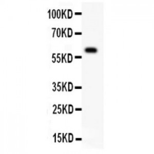 DR3 Antibody