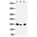 DUSP3 Antibody