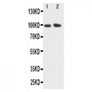 E Cadherin Antibody