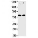 E2F1 Antibody