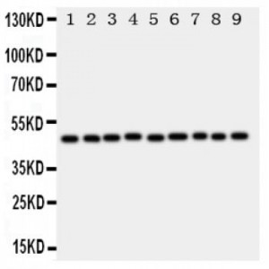 E2F2 Antibody