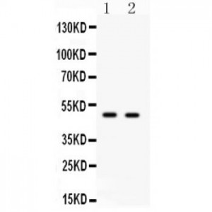 E2F3 Antibody