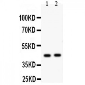 E2F4 Antibody