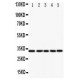 E2F6 Antibody