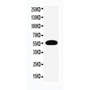 EAAT3 Antibody