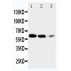 EAAT4 Antibody