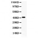 EDA  Antibody