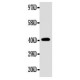 EDA Antibody