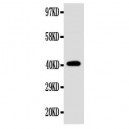 EDA Antibody