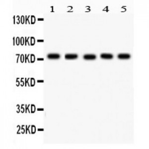 EED  Antibody