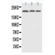 EGFR  Antibody