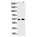 EGR2 Antibody