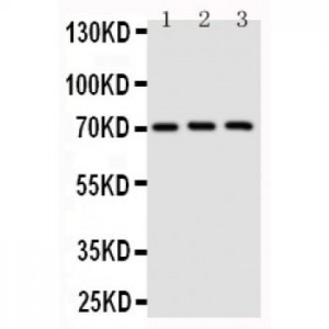 EIF2AK1 Antibody