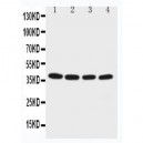 EIF2S2 Antibody