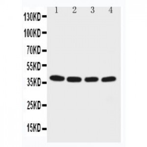 EIF2S2 Antibody