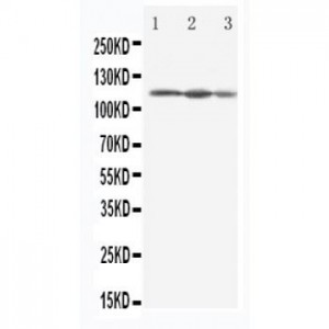 Eif3b Antibody