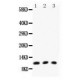 Eotaxin  Antibody