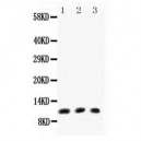 Eotaxin  Antibody