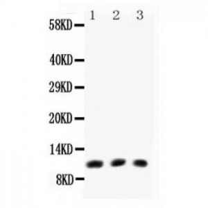 Eotaxin  Antibody