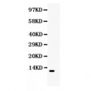 Eotaxin  Antibody