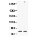 Eotaxin 3 Antibody