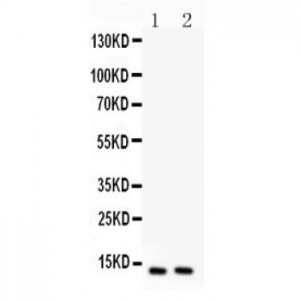 Eotaxin Antibody