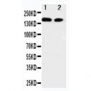 ErbB 4 Antibody