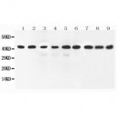 ERK2 Antibody