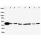 ERK2 Antibody