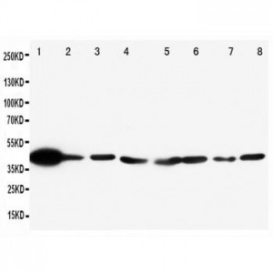 ERK2 Antibody