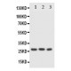 FADD Antibody