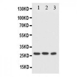 FADD Antibody