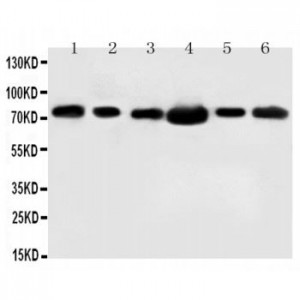 FAF1 Antibody