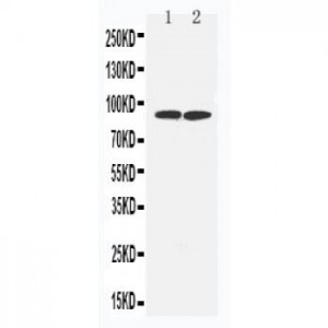 FAK Antibody