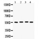 Fascin  Antibody