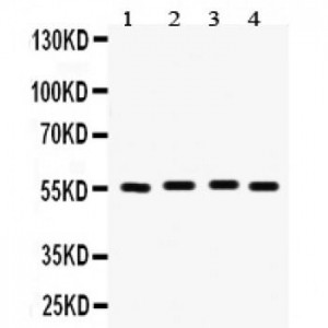 Fascin  Antibody