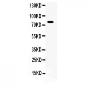 FE65 Antibody