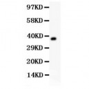 Fetuin A  Antibody