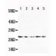 FGF10 Antibody