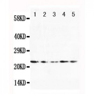 FGF10 Antibody