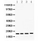 FGF2  Antibody