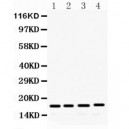 FGF2  Antibody